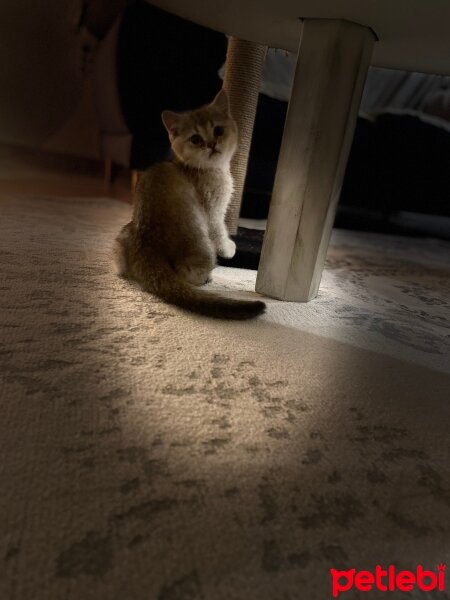 British Shorthair, Kedi  Bobi jack fotoğrafı