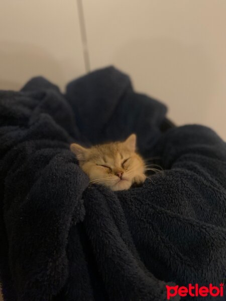 British Shorthair, Kedi  Bobi jack fotoğrafı