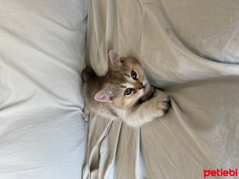 British Shorthair, Kedi  Bobi jack fotoğrafı