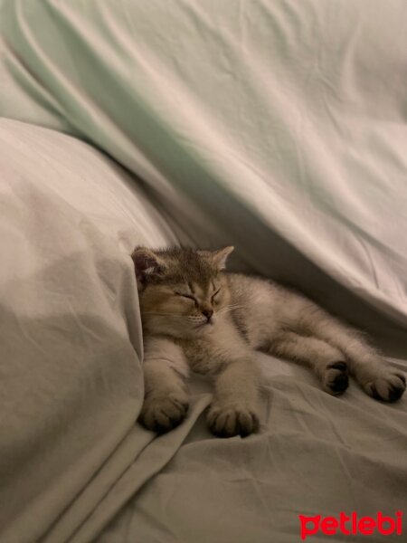 British Shorthair, Kedi  Bobi jack fotoğrafı