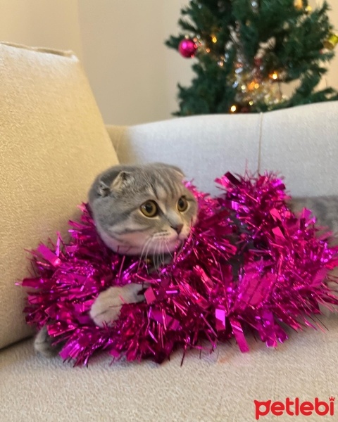 Scottish Fold, Kedi  Fiko fotoğrafı
