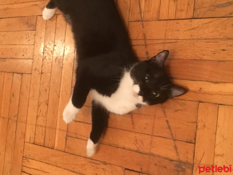 Tekir Kedi, Kedi  çizgi fotoğrafı