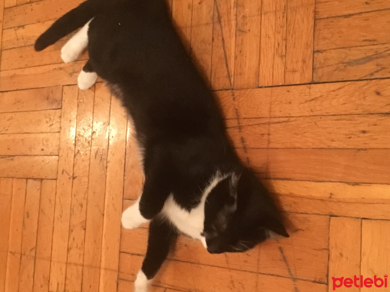 Tekir Kedi, Kedi  çizgi fotoğrafı