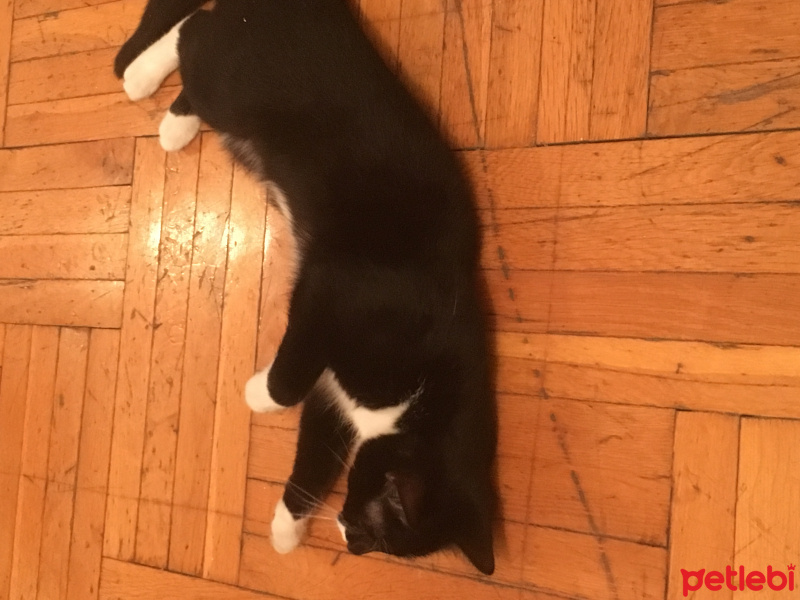 Tekir Kedi, Kedi  çizgi fotoğrafı