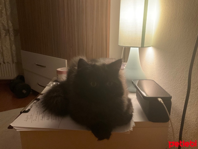 British Longhair, Kedi  Duman fotoğrafı