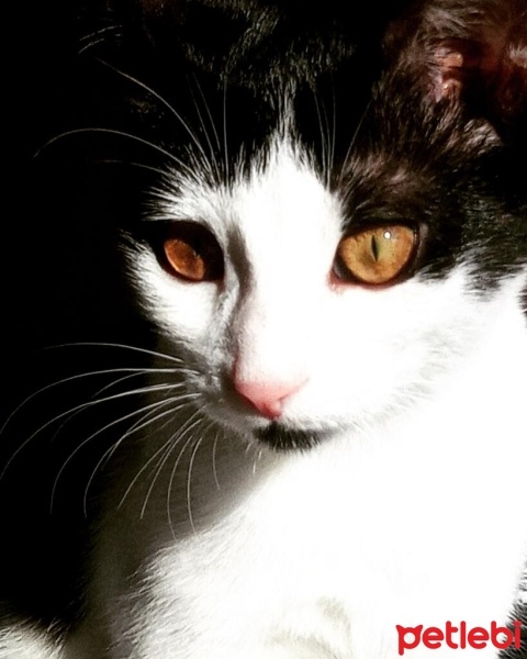 Tuxedo (Smokin) Kedi, Kedi  GECE fotoğrafı