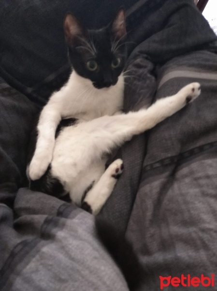 Tuxedo (Smokin) Kedi, Kedi  salça fotoğrafı