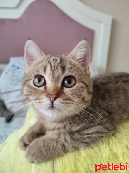 Tekir Kedi, Kedi  bal fotoğrafı