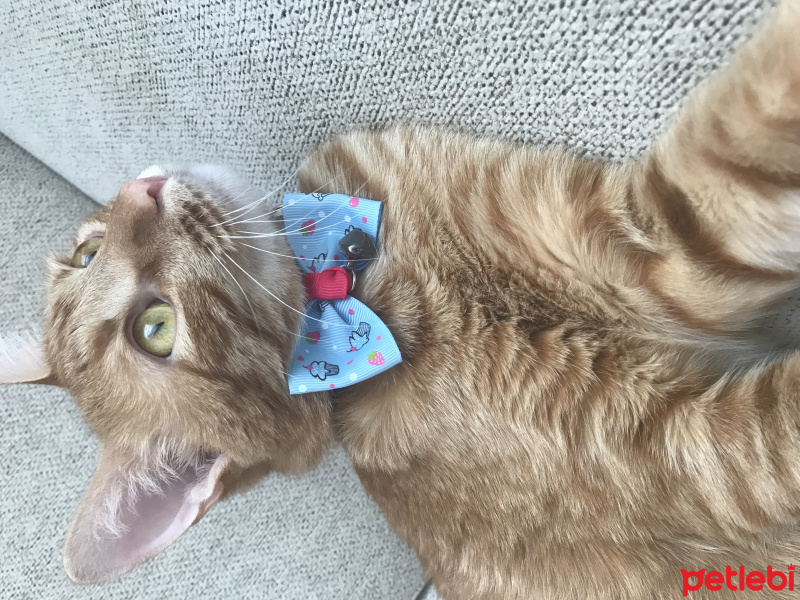 Tekir Kedi, Kedi  Misha fotoğrafı