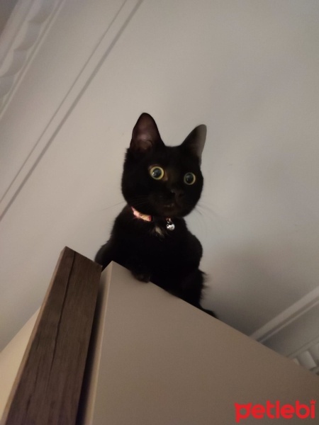 Bombay, Kedi  Luna fotoğrafı