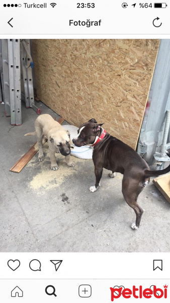 Amerikan Pitbull Terrier, Köpek  Hulk fotoğrafı