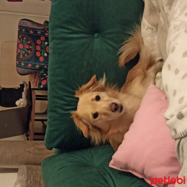 Golden Retriever, Köpek  Fındık fotoğrafı