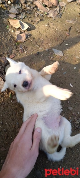 Sibirya Kurdu (Husky), Köpek  Lewis fotoğrafı