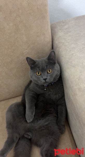 Brazilian Shorthair, Kedi  Tarçın fotoğrafı