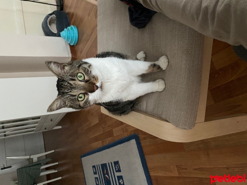 Tekir Kedi, Kedi  Hüsnü fotoğrafı