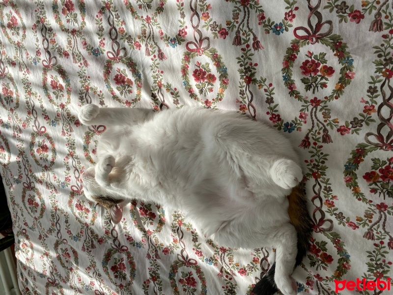 Tekir Kedi, Kedi  Hüsnü fotoğrafı