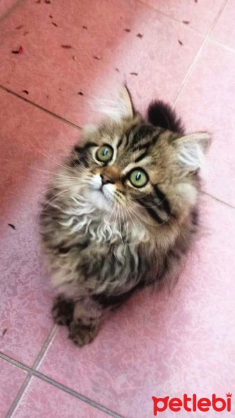 Chinchilla, Kedi  Dominik fotoğrafı