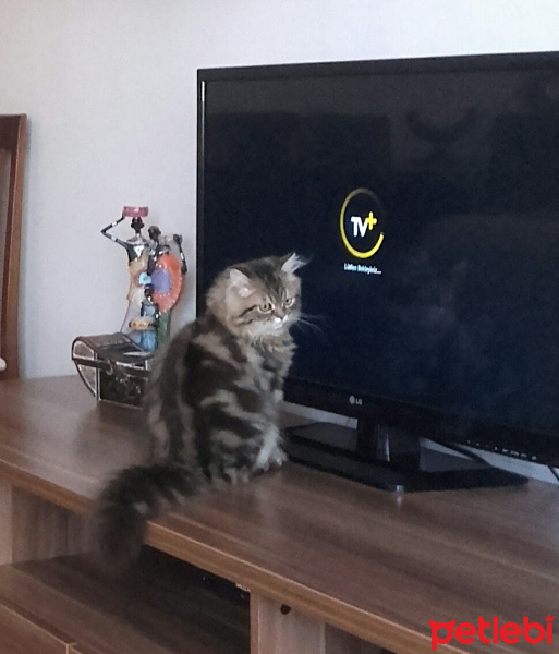Chinchilla, Kedi  Dominik fotoğrafı