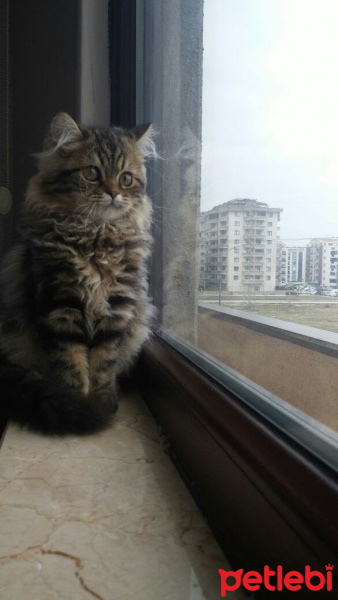Chinchilla, Kedi  Dominik fotoğrafı