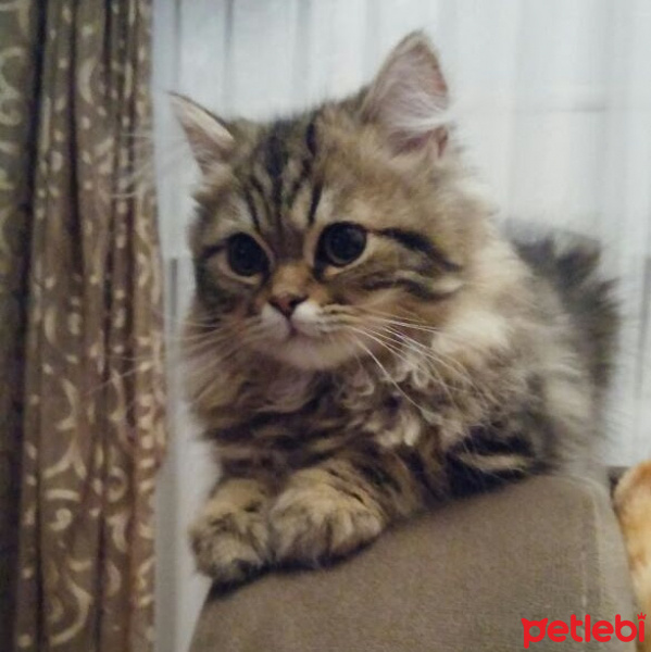 Chinchilla, Kedi  Dominik fotoğrafı