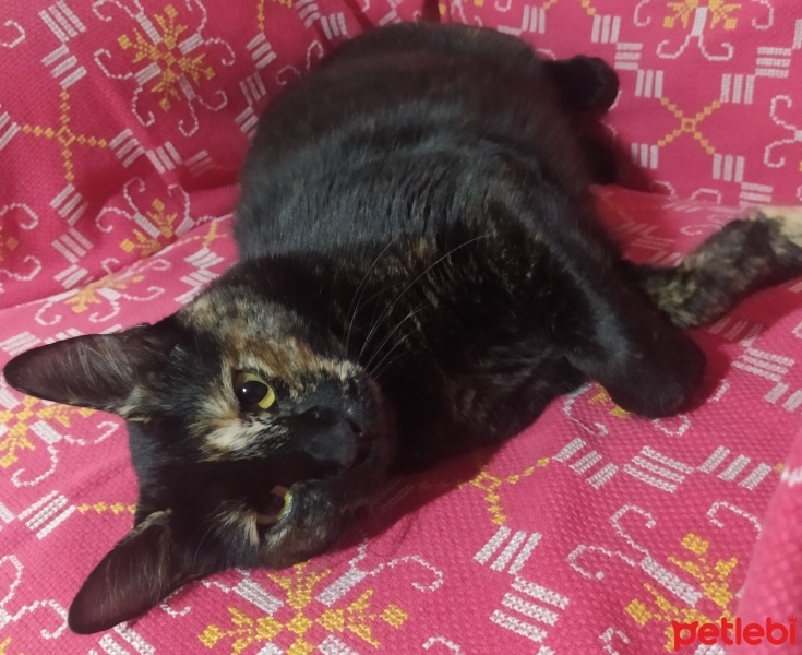 Tekir Kedi, Kedi  Zeytin fotoğrafı