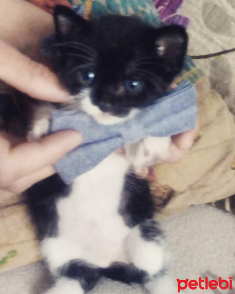 Tekir Kedi, Kedi  pati fotoğrafı