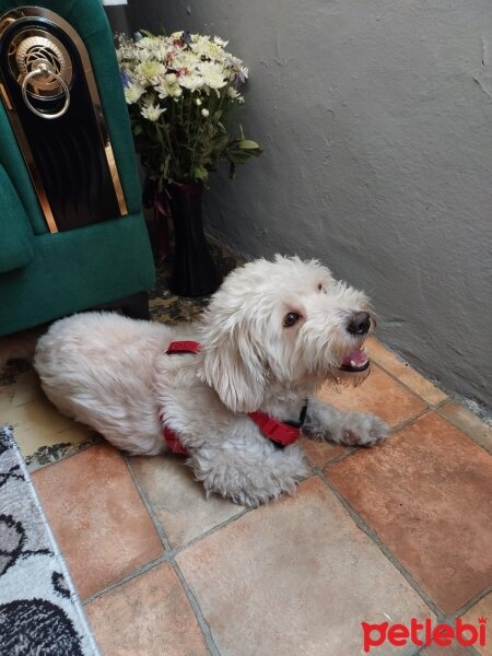 Maltese, Köpek  kahvem fotoğrafı