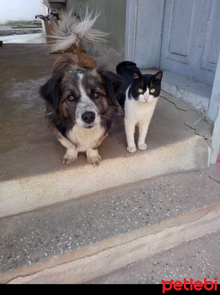 Sokö (Sokak Köpeği), Köpek  Rocky fotoğrafı