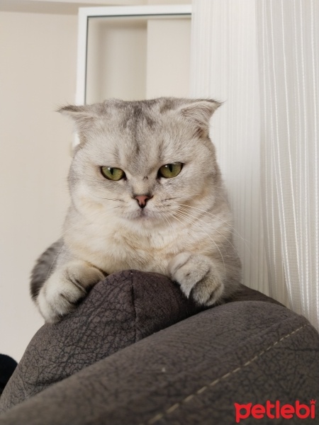 Scottish Fold, Kedi  Luna fotoğrafı