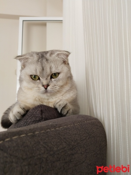 Scottish Fold, Kedi  Luna fotoğrafı