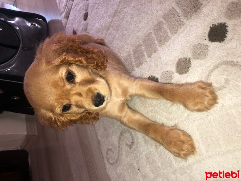 İngiliz Cocker Spaniel, Köpek  Şans fotoğrafı