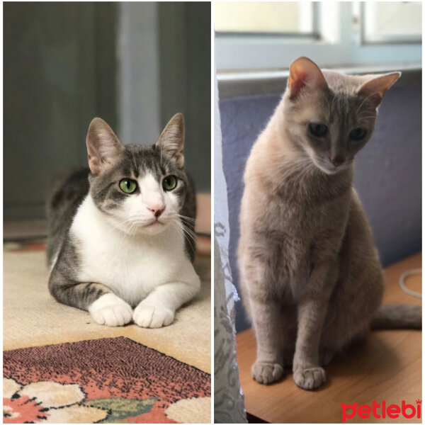 Soke, Kedi  Lokum fotoğrafı