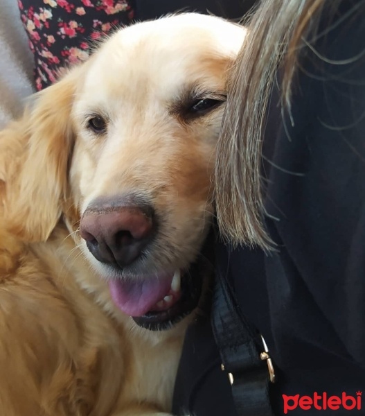 Golden Retriever, Köpek  Fıstık fotoğrafı