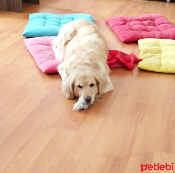 Golden Retriever, Köpek  Fıstık fotoğrafı
