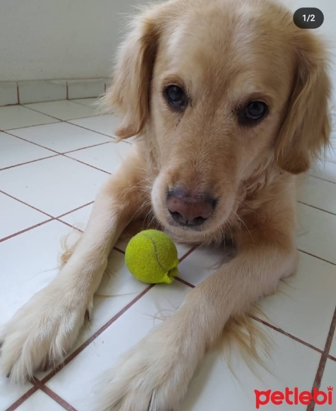 Golden Retriever, Köpek  Fıstık fotoğrafı
