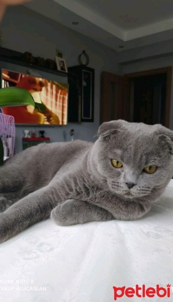 Scottish Fold, Kedi  Duman fotoğrafı