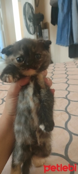 British Shorthair, Kedi  Mia fotoğrafı