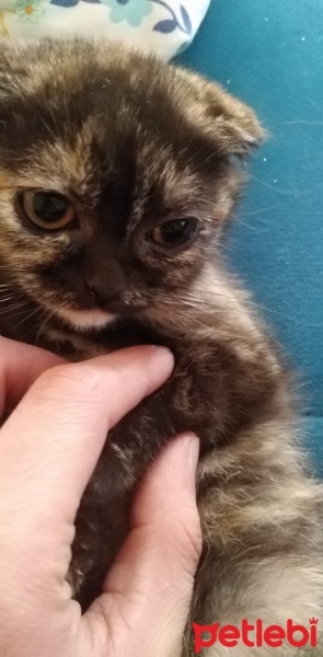 British Shorthair, Kedi  Mia fotoğrafı
