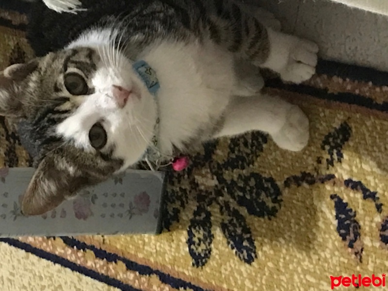 Tekir Kedi, Kedi  Poncik fotoğrafı