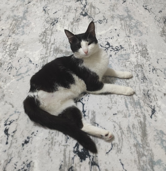 Tuxedo (Smokin) Kedi, Kedi  ❤️Şanslı❤️ fotoğrafı