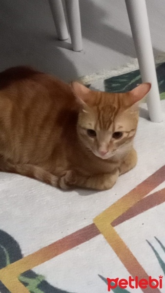 Tekir Kedi, Kedi  Ares fotoğrafı