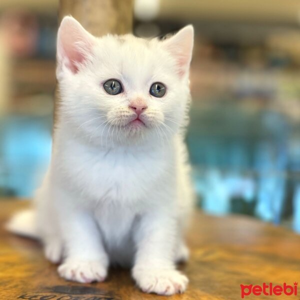 British Shorthair, Kedi  paşa fotoğrafı