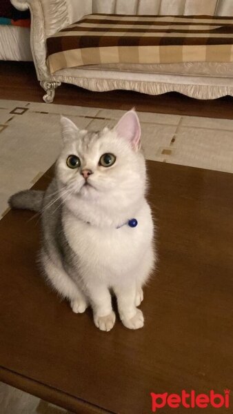 British Shorthair, Kedi  paşa fotoğrafı