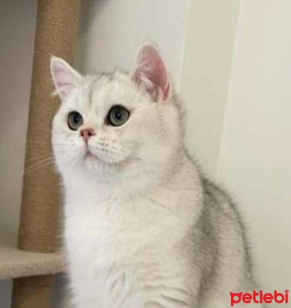 British Shorthair, Kedi  paşa fotoğrafı