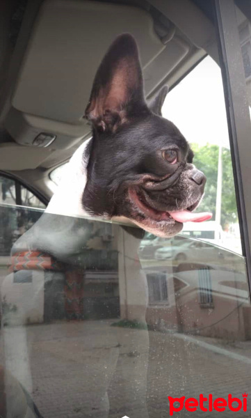 Fransız Bulldog, Köpek  Fındık fotoğrafı