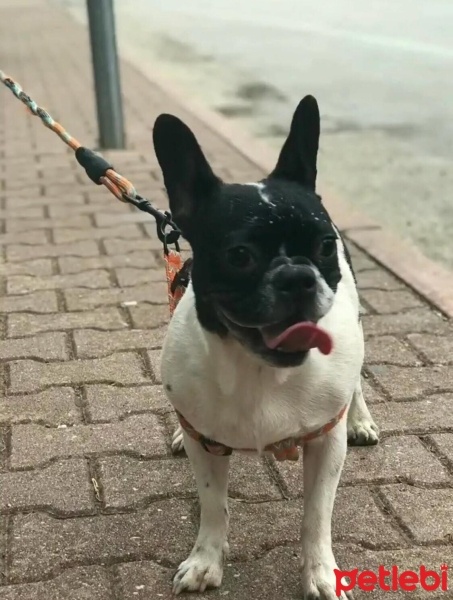 Fransız Bulldog, Köpek  Fındık fotoğrafı