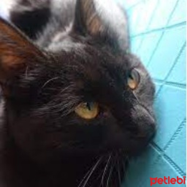 Bombay, Kedi  Çakıl fotoğrafı