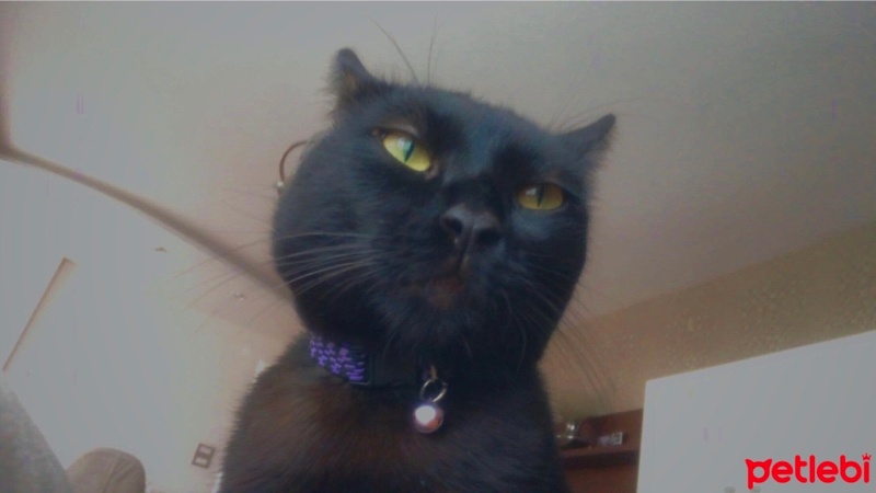 Bombay, Kedi  Negro fotoğrafı