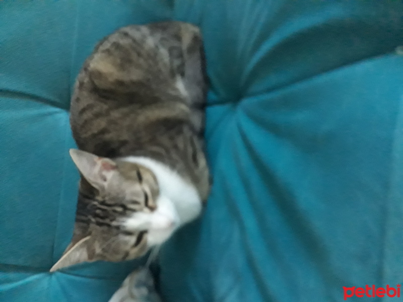 Tekir Kedi, Kedi  Fıstık fotoğrafı