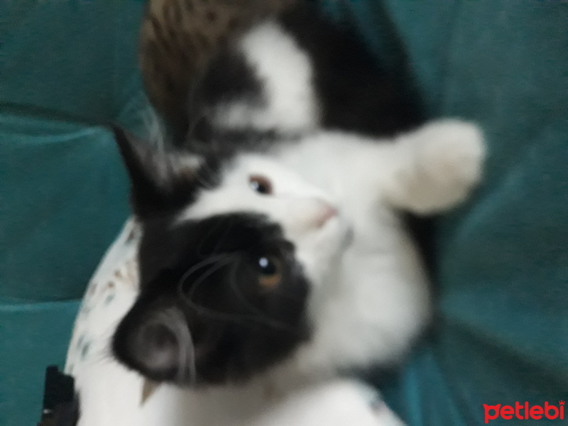 Tuxedo (Smokin) Kedi, Kedi  Angel fotoğrafı